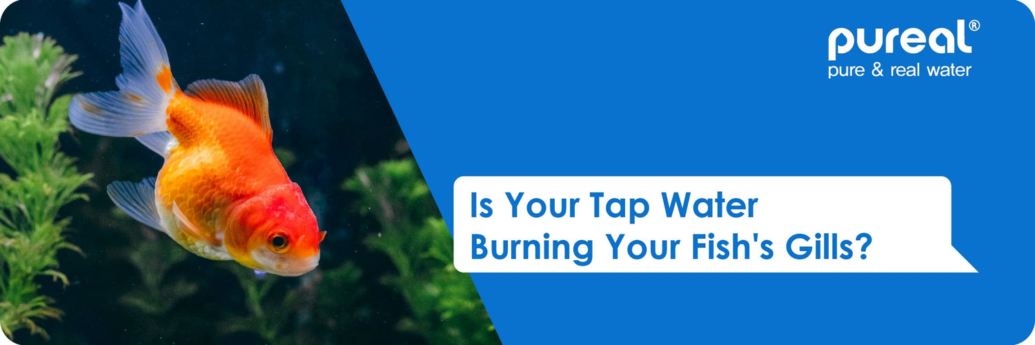 Is Your Tap Water Burning Your Fish's Gills?