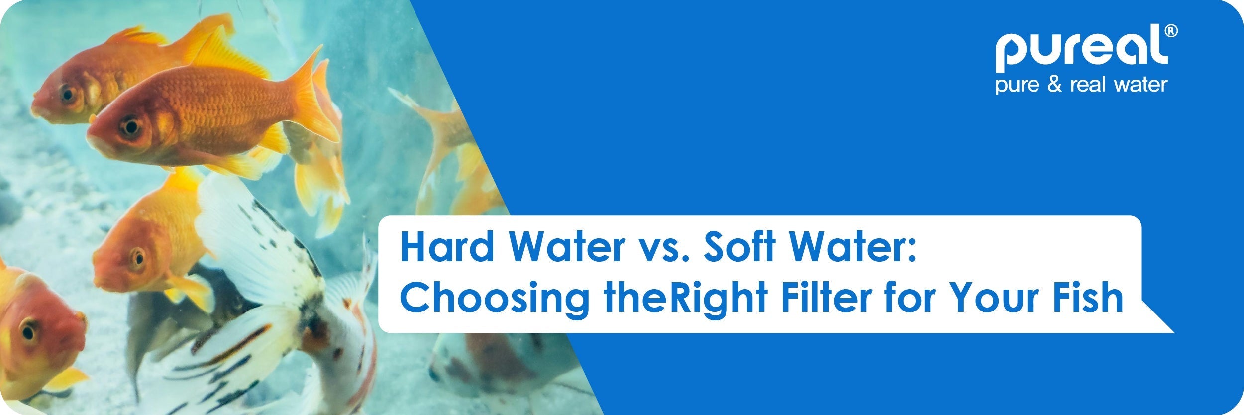 Hard Water vs. Soft Water: Choosing the Right Filter for Your Fish