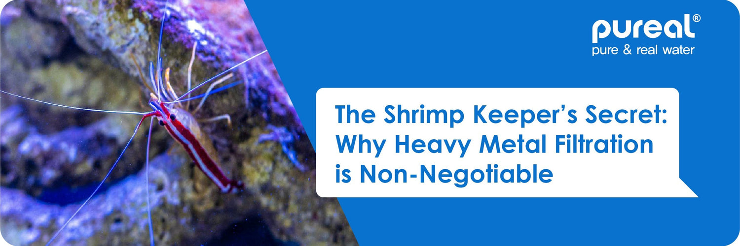 The Shrimp Keeper’s Secret: Why Heavy Metal Filtration is Non-Negotiable