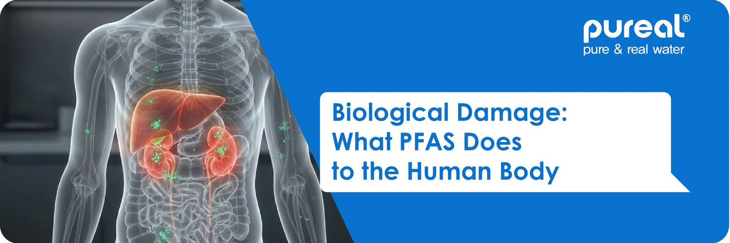 Biological Damage: What PFAS Does to the Human Body